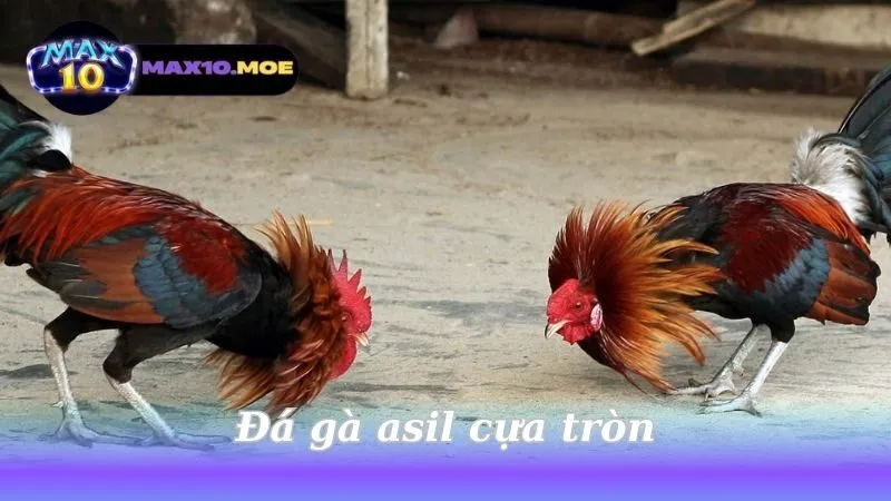 da-ga-asil-cua-tron